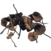 Pan Cyans Mushrooms (Panaeolus cyanescens) are among the most powerful naturally occurring psychedelic mushrooms.
