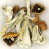 Creeper Magic DMT SHOP