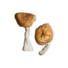 Burmese strain dried botanical specimens displaying slender stalks and distinct tan caps