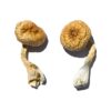 Cambodian Gold strain dried botanical specimens displaying slender stalks and golden brown caps