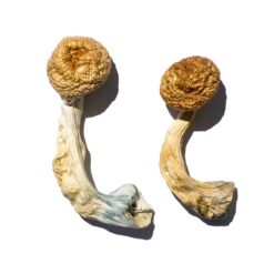 broad distinct golden cap structure on a Cambodian Gold fungal specimen