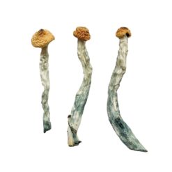 Creeper strain dried botanical specimens displaying slender stalks and distinct tan caps