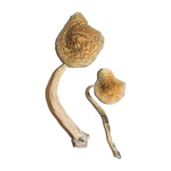 Cuban strain dried botanical specimens displaying slender stalks and distinct tan caps