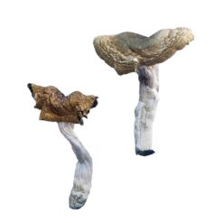 Florida White F plus strain dried albino fungal specimens displaying slender stalks and pale caps