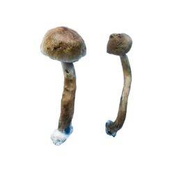 Close up view of the broad golden brown cap structure on a Golden Teacher Special fungal specimen