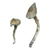 Great White Monster strain dried albino fungal specimens displaying thick chalky stalks and pale caps
