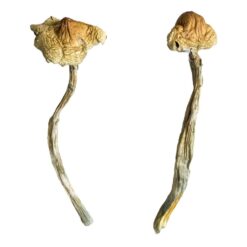Huautla strain dried botanical specimens displaying distinctive slender stalks and brown caps