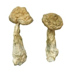 dense ivory white cap structure on a Leucistic Burma fungal specimen