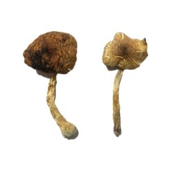 Lizard King strain dried botanical specimens displaying slender stalks and distinct tan caps