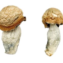 Makilla Gorilla strain dried albino fungal specimens displaying characteristically thick dense stalks