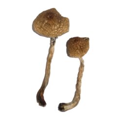 Malabar strain dried botanical specimens displaying slender stalks and distinct flat tan caps