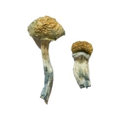 distinctly dome shaped golden brown cap structure on a McKennaii fungal specimen