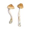Melmac Homestead Penis Envy strain dried botanical specimens displaying characteristically thick gnarled stalks
