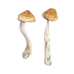 Melmac Homestead Penis Envy strain dried botanical specimens displaying characteristically thick gnarled stalks