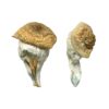 Mystery Fatass strain dried botanical specimens displaying characteristically thick dense stalks