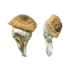 Mystery Fatass strain dried botanical specimens displaying characteristically thick dense stalks