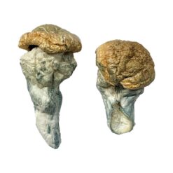broad round cap structure on a Mystery Fatass fungal specimen
