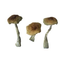 Psilocybe Aztecorum strain dried botanical specimens displaying slender stalks and distinct tan caps