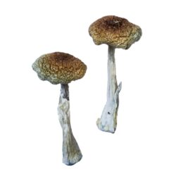 convex golden brown cap structure on an Aztecorum fungal specimen
