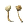 Rusty Whyte strain dried leucistic fungal specimens displaying slender ivory stalks and pale cream caps