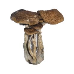 dense golden brown cap structure on a South American fungal specimen