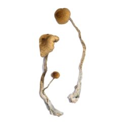 Syzygy strain dried botanical specimens displaying slender stalks and distinct tan caps