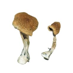 Texas Yellow Cap strain dried botanical specimens displaying slender stalks and distinct golden yellow caps