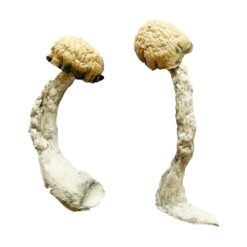 premium Trinity strain dried fungal specimens