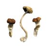 Malaysian Mushrooms